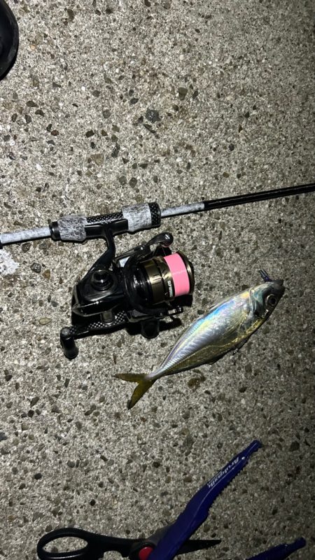 恒例淡路島タチウオ