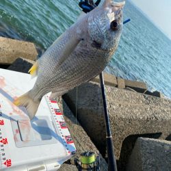 猛暑のシロギスタ