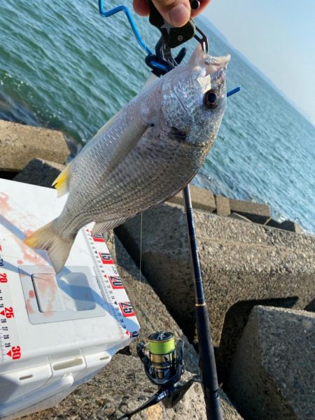 猛暑のシロギスタ