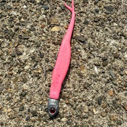 フラットフィッシュ