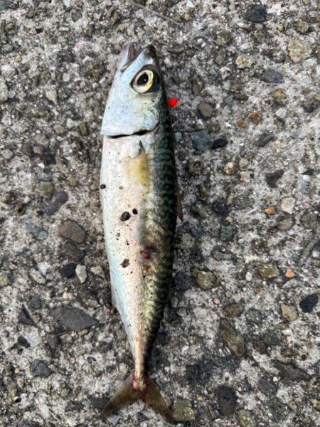 ジグサビキ　26