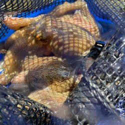 今シーズン最後のマダコ釣り