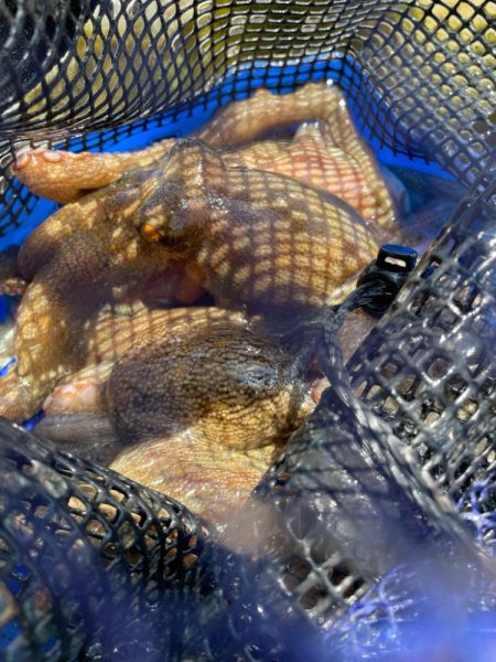 今シーズン最後のマダコ釣り