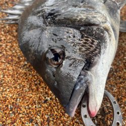 雨の中、魚達の活性高いです♪