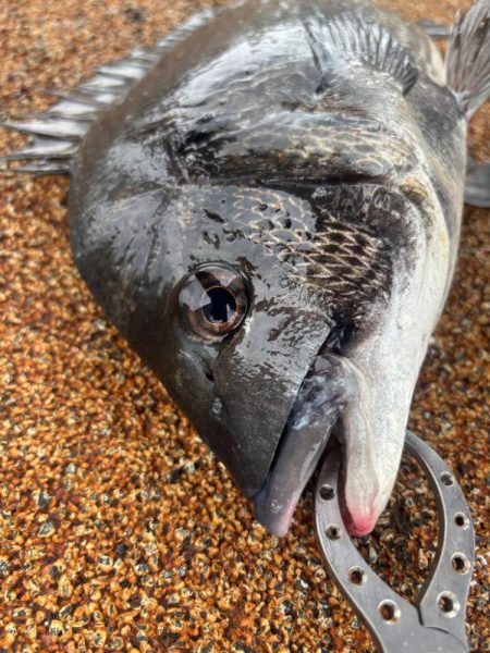 雨の中、魚達の活性高いです♪