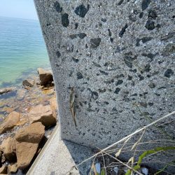 何故かサイズ小さい………