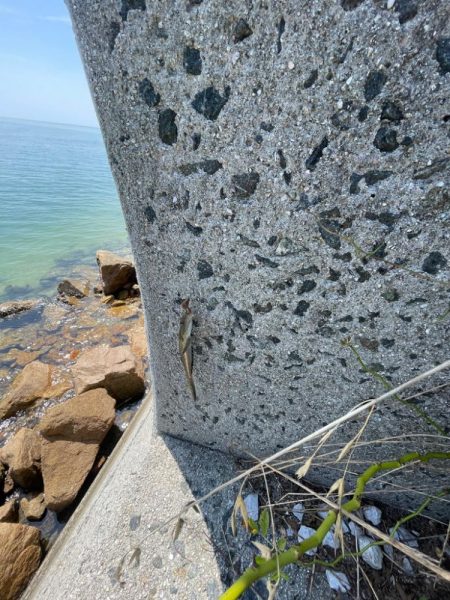 何故かサイズ小さい………