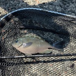 2週連続フカセ釣り