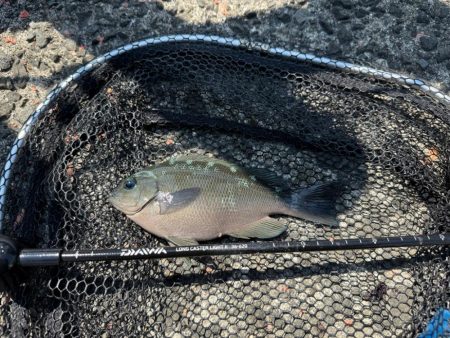 2週連続フカセ釣り