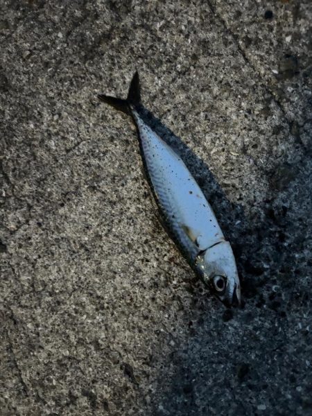 ジグサビキ　22