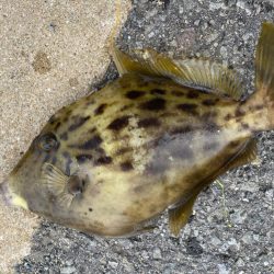 カワハギさん！