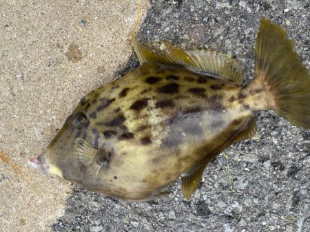 カワハギさん！