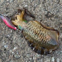 秋アオリイカ調査｜まだ早いみたいでチビが多く反応が悪いです！