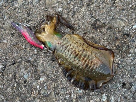 秋アオリイカ調査｜まだ早いみたいでチビが多く反応が悪いです！