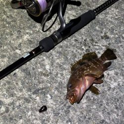 何でも釣れるショアラバ最強！