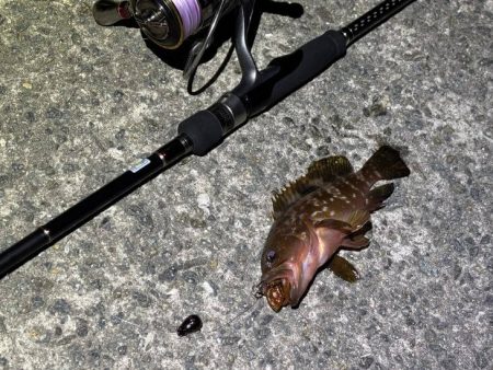 何でも釣れるショアラバ最強！