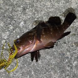 マヅメにショアラバで好調！