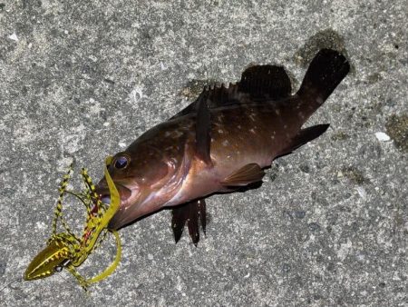 マヅメにショアラバで好調！