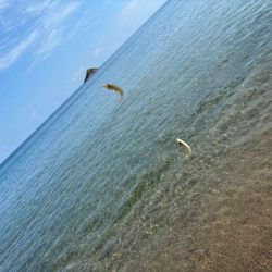 キスの群れが減って来た！