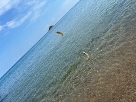 キスの群れが減って来た！