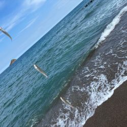 鳥取キス釣り｜荒れ気味で渋いけど小さい群れを探せば釣れる