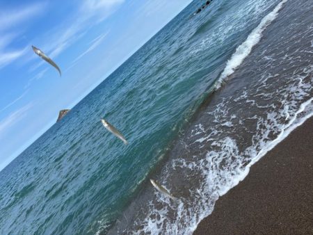 鳥取キス釣り｜荒れ気味で渋いけど小さい群れを探せば釣れる