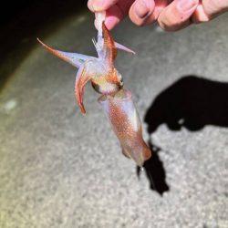 ショアケンサキイカ釣り｜群れが小さく数が少ない