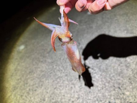 ショアケンサキイカ釣り｜群れが小さく数が少…