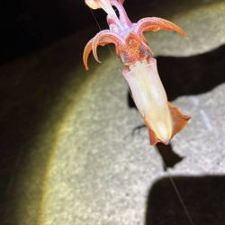 【ショアケンサキイカ釣り】更に群れが減りアタリほぼ無し状態