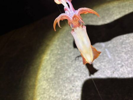 【ショアケンサキイカ釣り】更に群れが減りアタリほぼ無し状態