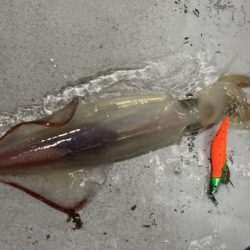 【鳥取イカメタル】今回も潮激流と激渋