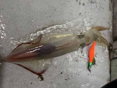 【鳥取イカメタル】今回も潮激流と激渋