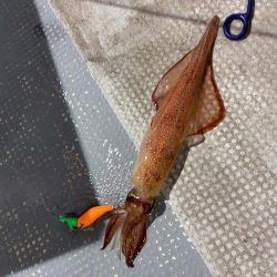 鳥取シロイカ釣り｜今シーズンラストはイマイチでした！