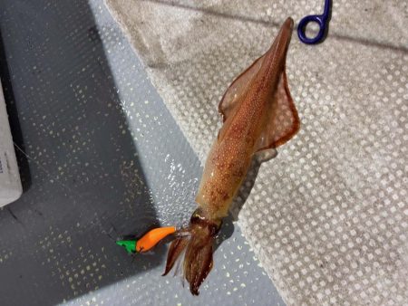 鳥取シロイカ釣り｜今シーズンラストはイマイ…