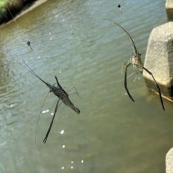 テナガエビ釣り｜潮位が低く渋い状況