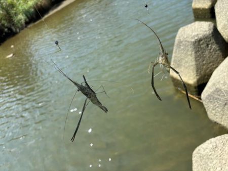 テナガエビ釣り｜潮位が低く渋い状況