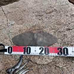 キス釣りなのに…。初めての外道。