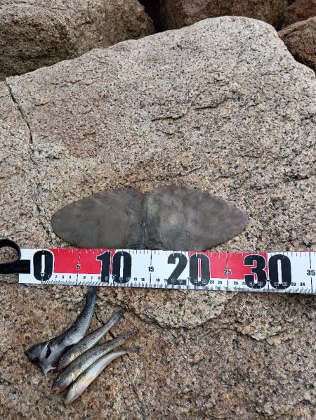 キス釣りなのに…。初めての外道。