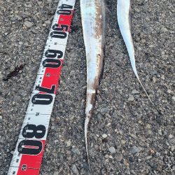 新人とベテラン