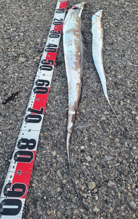 新人とベテラン