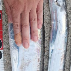 新人と大ベテラン