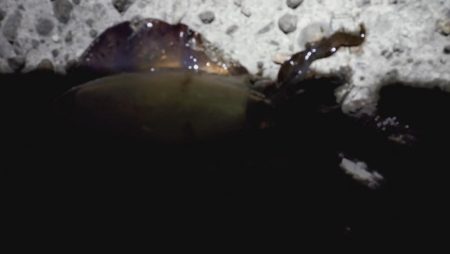 続、新子調査！