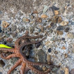 朝活、タコさん、全員安打〜