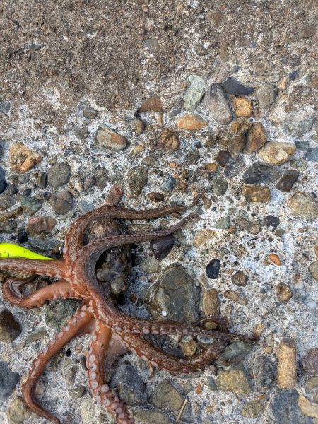 朝活、タコさん、全員安打〜