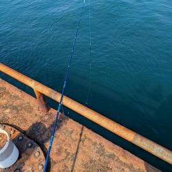 メガフロート淡路 中アジ