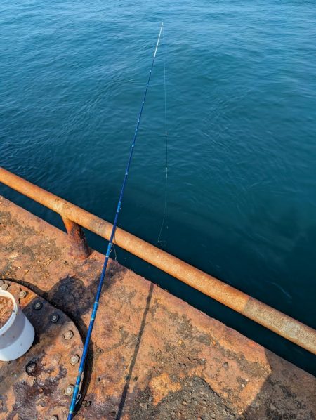 メガフロート淡路 中アジ