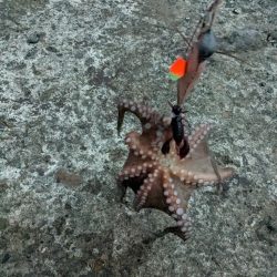 タコさん、ええやん!ええやん!