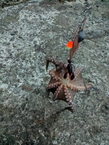 タコさん、ええやん!ええやん!