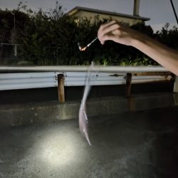 ちょい投げリベンジ