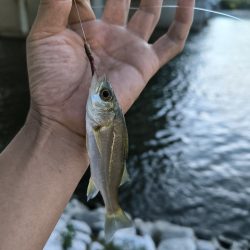 武庫川ハゼ釣り調査